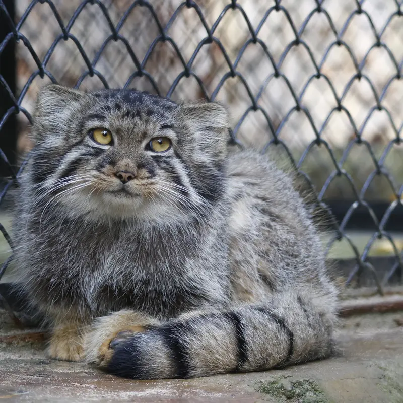 A photograph of Kitten of Eve b.2026  Ⅲ in Novosibirsk Zoo