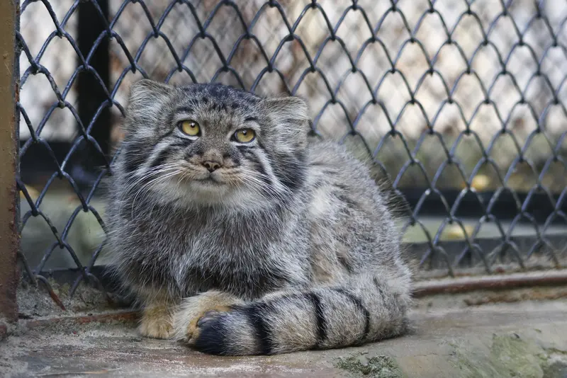 A photograph of a Pallas's cat in Novosibirsk Zoo