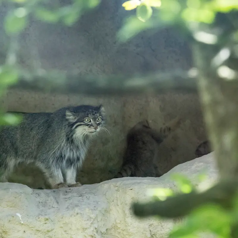 A photograph of a Pallas's cat