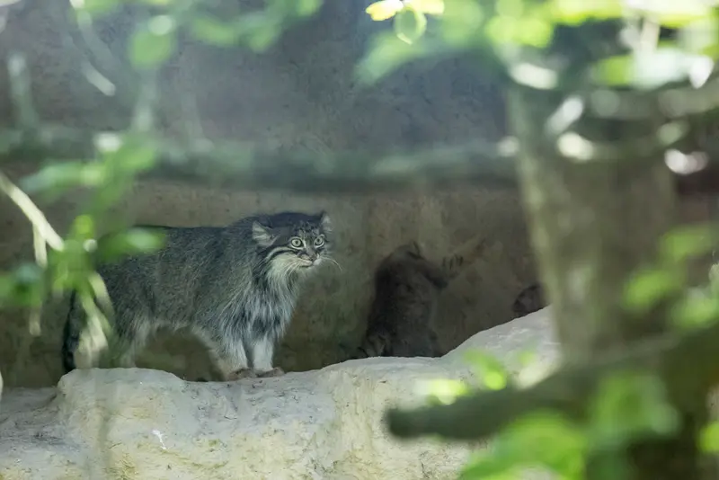 A photograph of a Pallas's cat