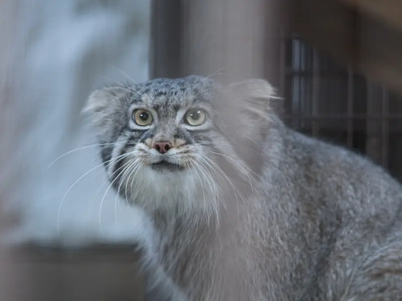 A photograph of Figa in Nogeyama Zoo