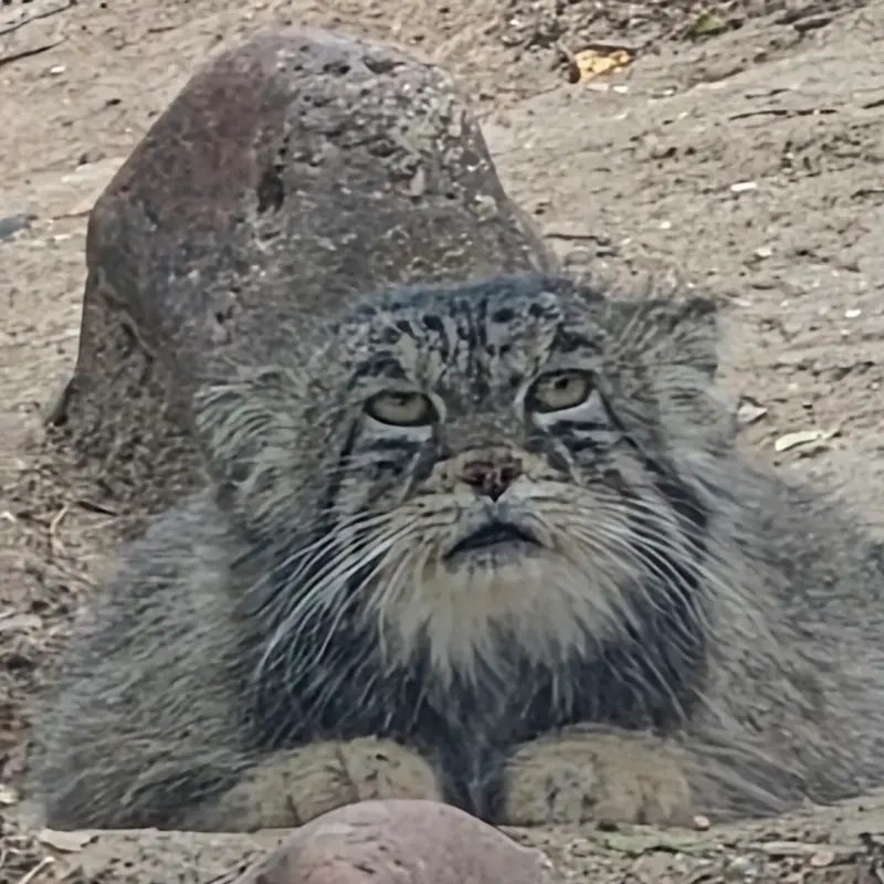 A photograph of Tai Chi in Pueblo Zoo