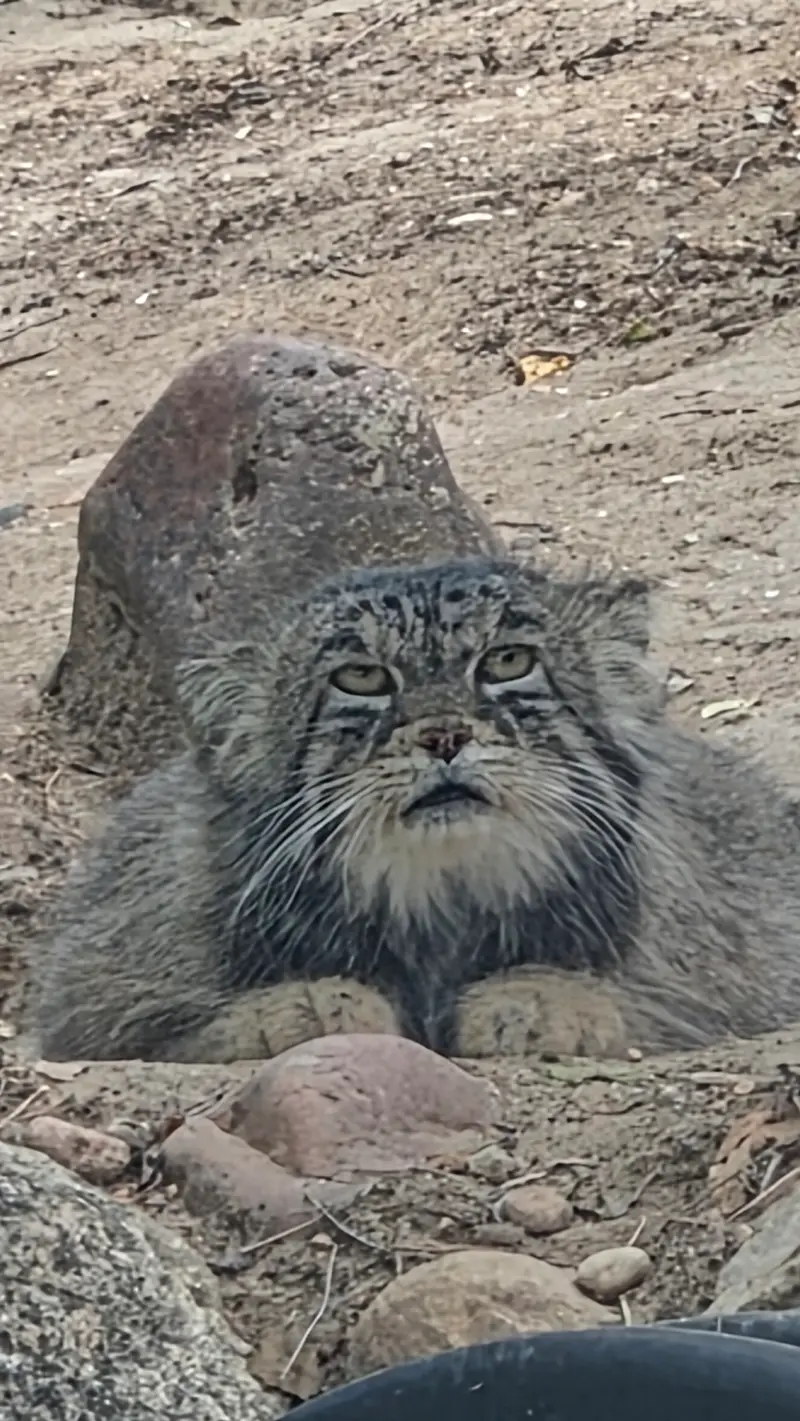 A photograph of Tai Chi in Pueblo Zoo