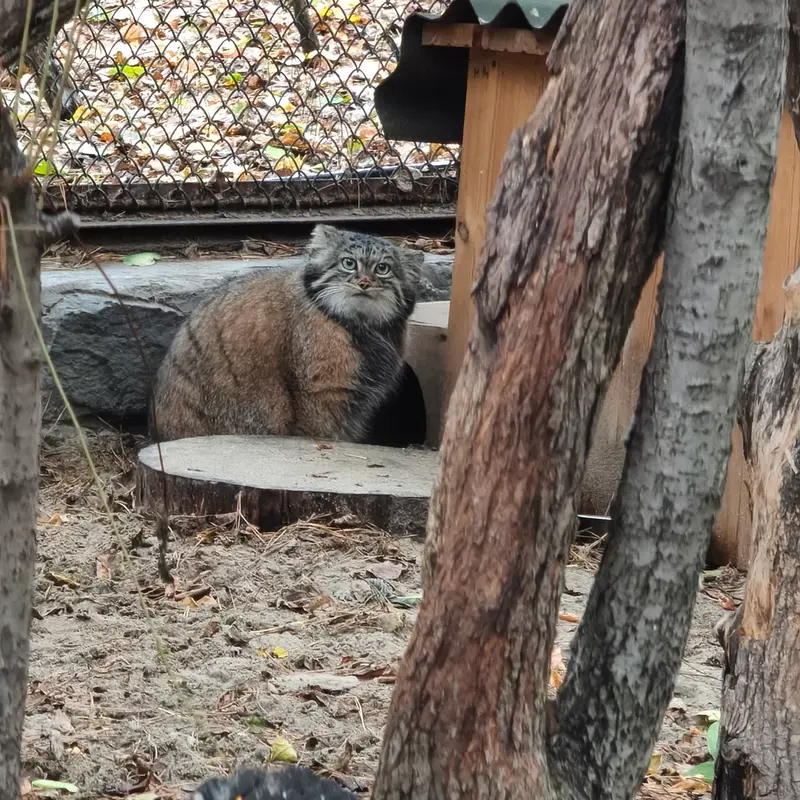 A photograph of Adele in Novosibirsk Zoo