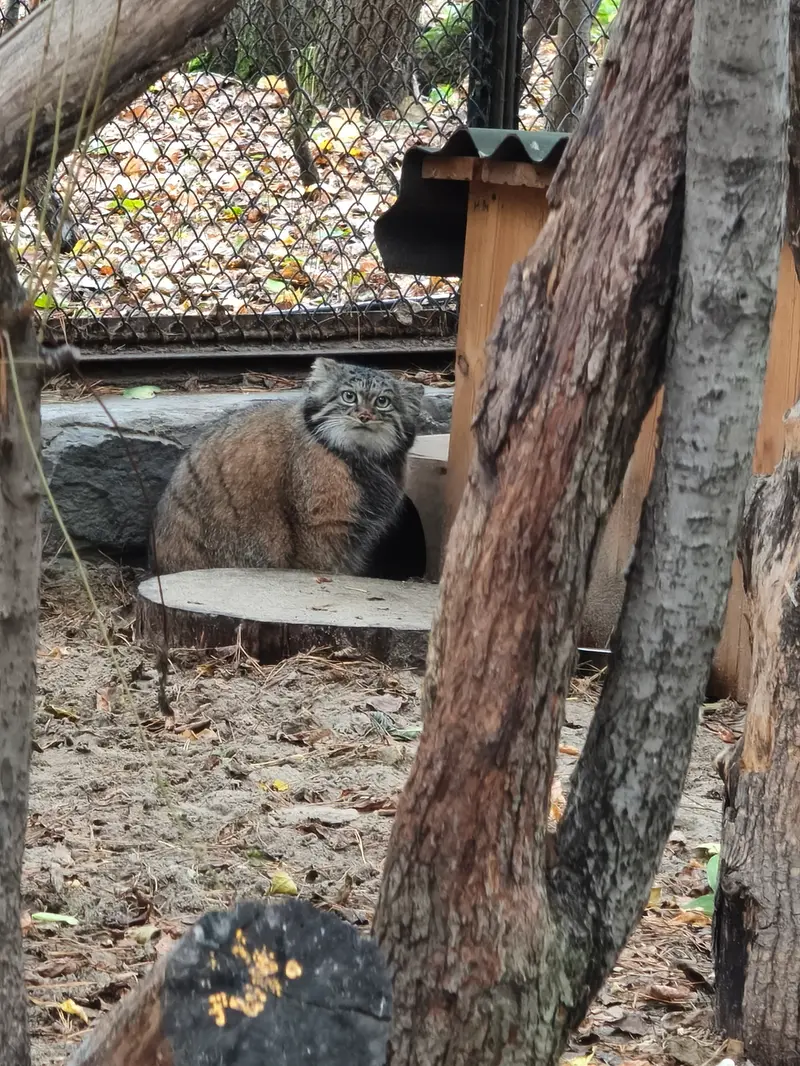 A photograph of Adele in Novosibirsk Zoo