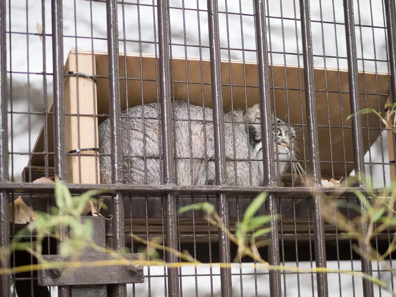 A photograph of Figa in Nogeyama Zoo