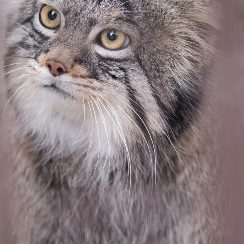 A photograph of Figa in Nogeyama Zoo