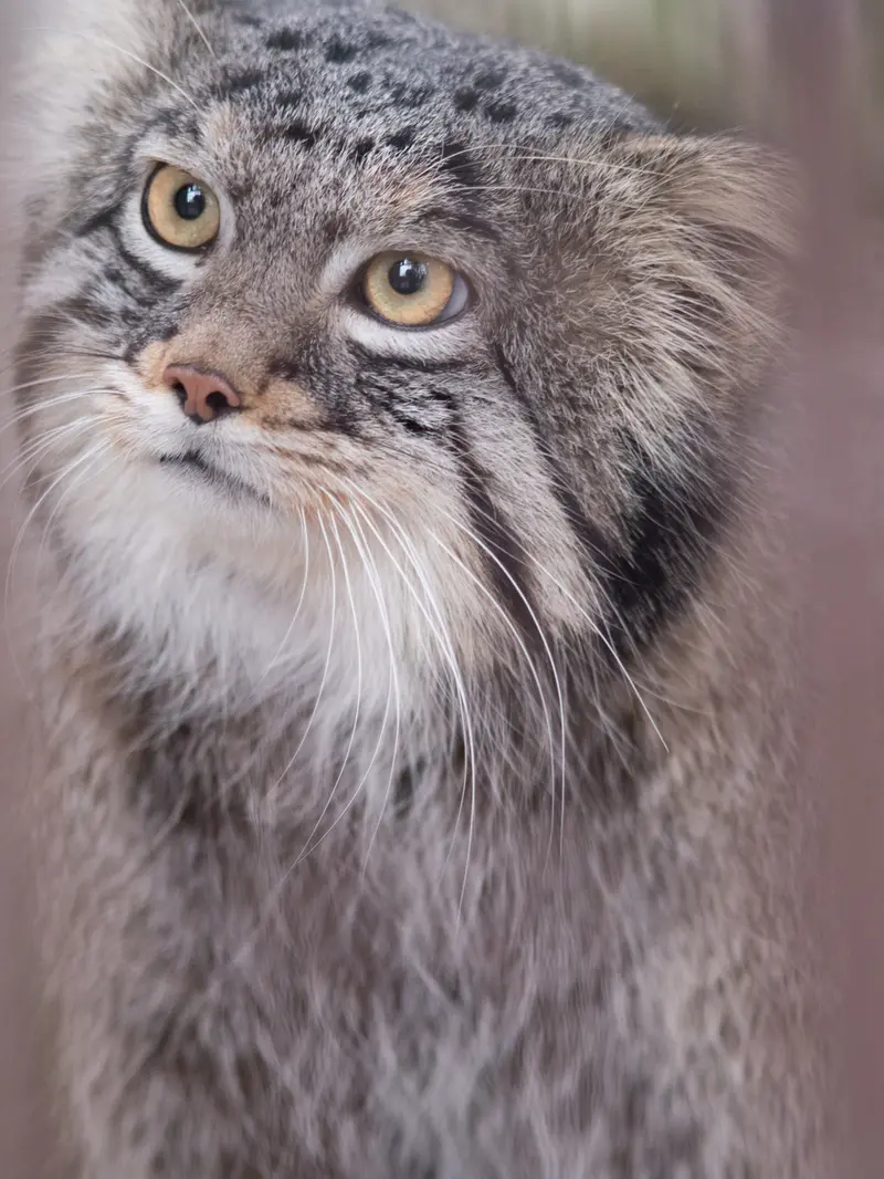 A photograph of Figa in Nogeyama Zoo