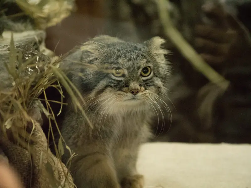 A photograph of Figa in Ueno Zoological Gardens