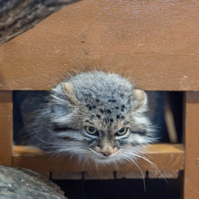 A photograph of Oliva in Saitama Children's Zoo