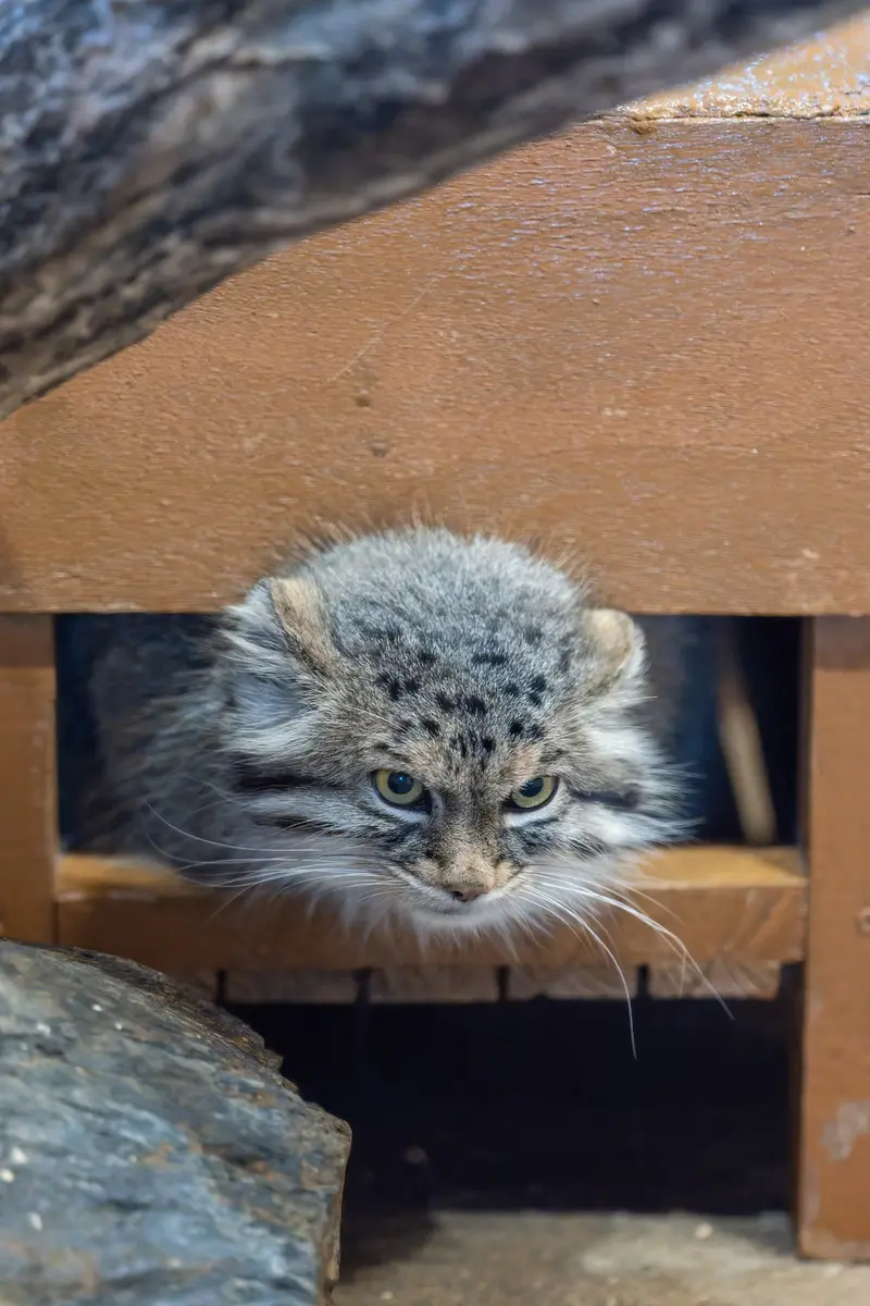 A photograph of Oliva in Saitama Children's Zoo