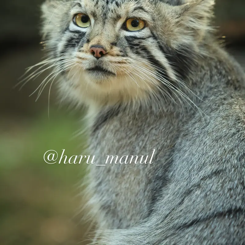 A photograph of Nagomu in Nasu Animal Kingdom