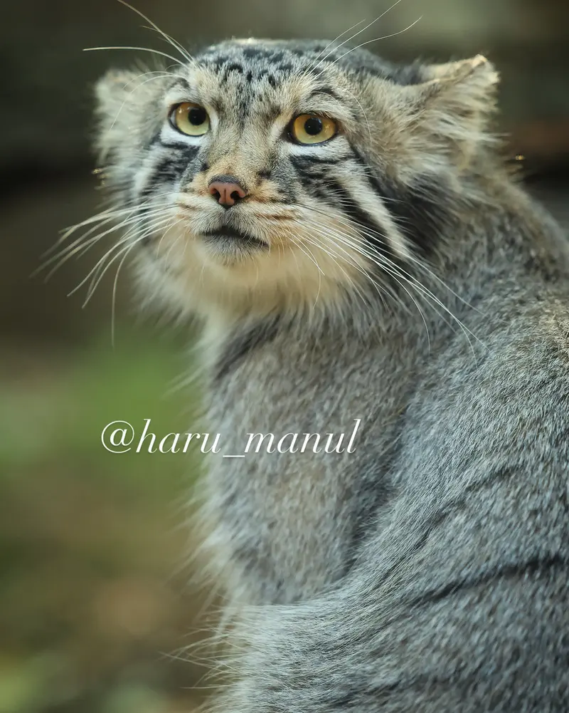 A photograph of Nagomu in Nasu Animal Kingdom
