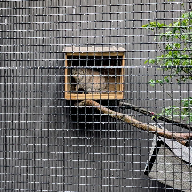 A photograph of Reza in Elmwood Park Zoo