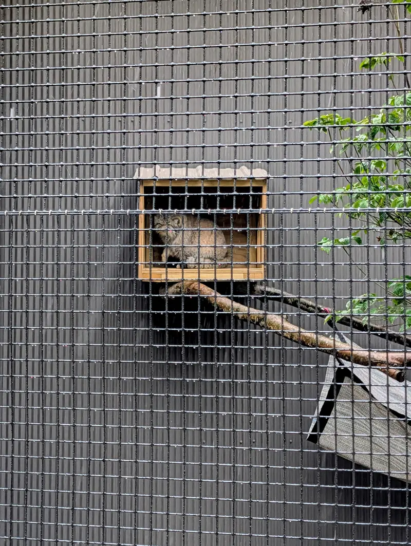 A photograph of Reza in Elmwood Park Zoo