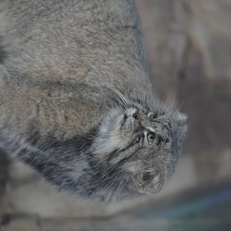 A photograph of Tai Chi in Pueblo Zoo