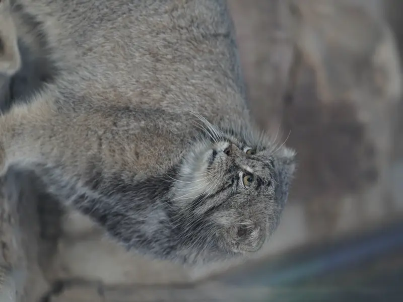 A photograph of Tai Chi in Pueblo Zoo