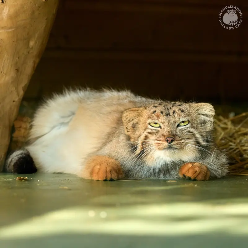 A photograph of Naré in Yerevan Zoo