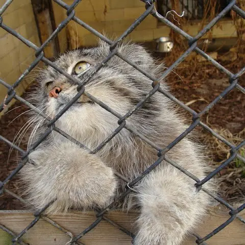 A photograph of Unnamed manul #587 in Opole Zoo