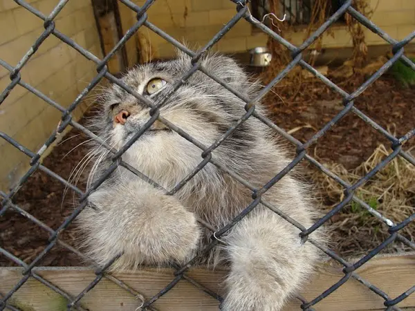A photograph of Unnamed manul #587 in Opole Zoo