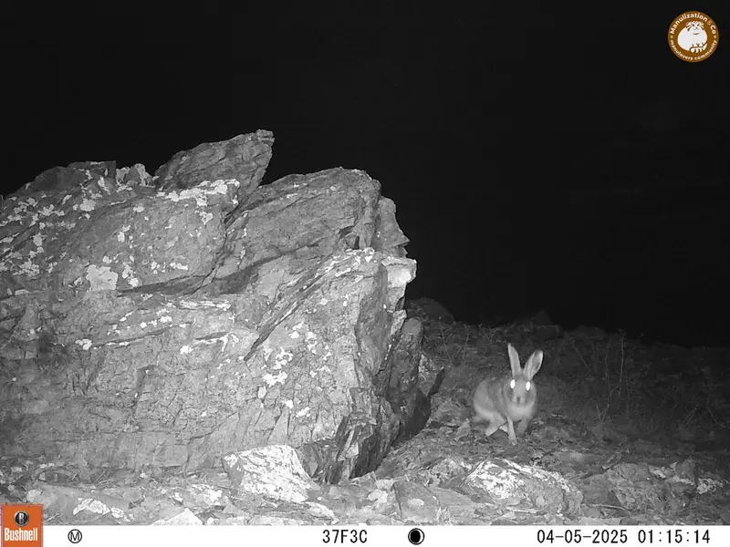 A photograph of Hare from Karashoky camera trap