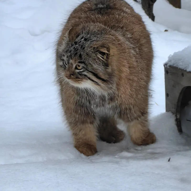 A photograph of Son of Snezhinka b.2025 Ⅲ in Novosibirsk Zoo