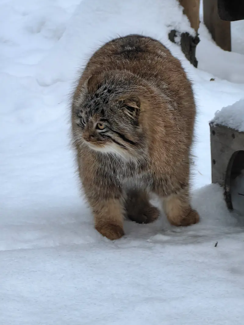 A photograph of Son of Snezhinka b.2025 Ⅲ in Novosibirsk Zoo
