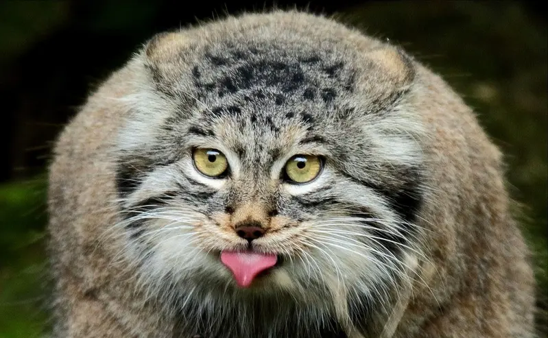 A photograph of a Pallas's cat