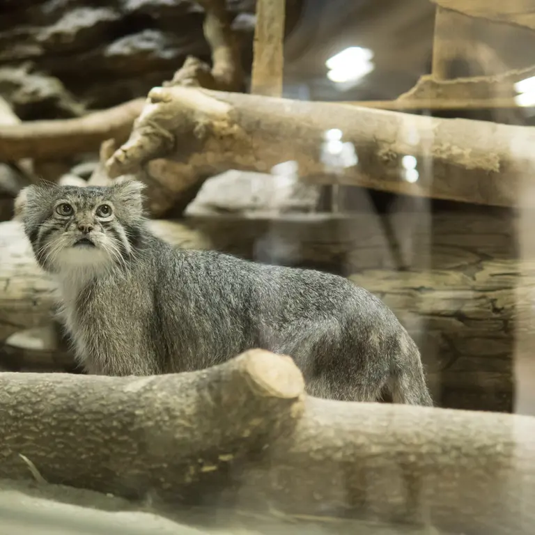 A photograph of Klyon in Ueno Zoological Gardens