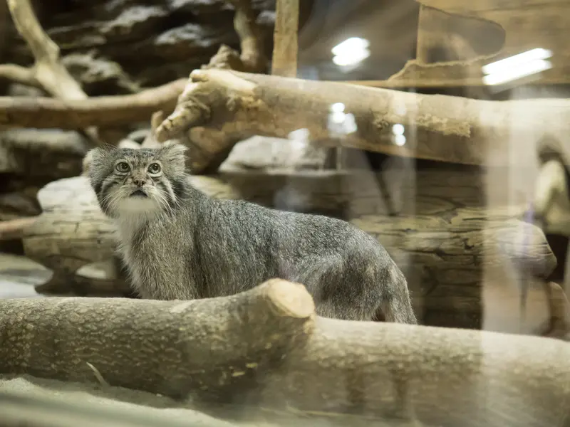 A photograph of Klyon in Ueno Zoological Gardens