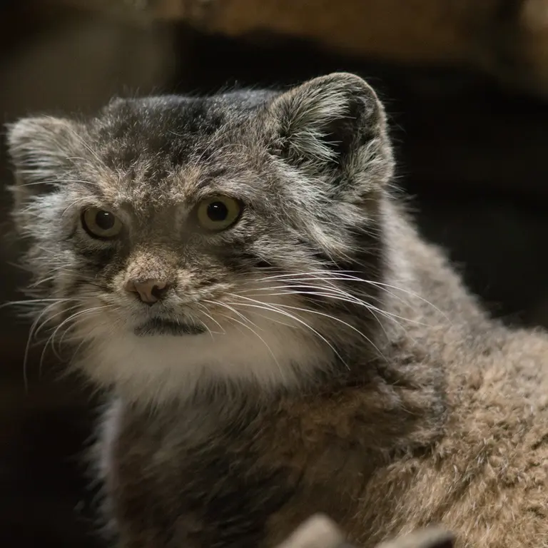 A photograph of Primula in Ueno Zoological Gardens