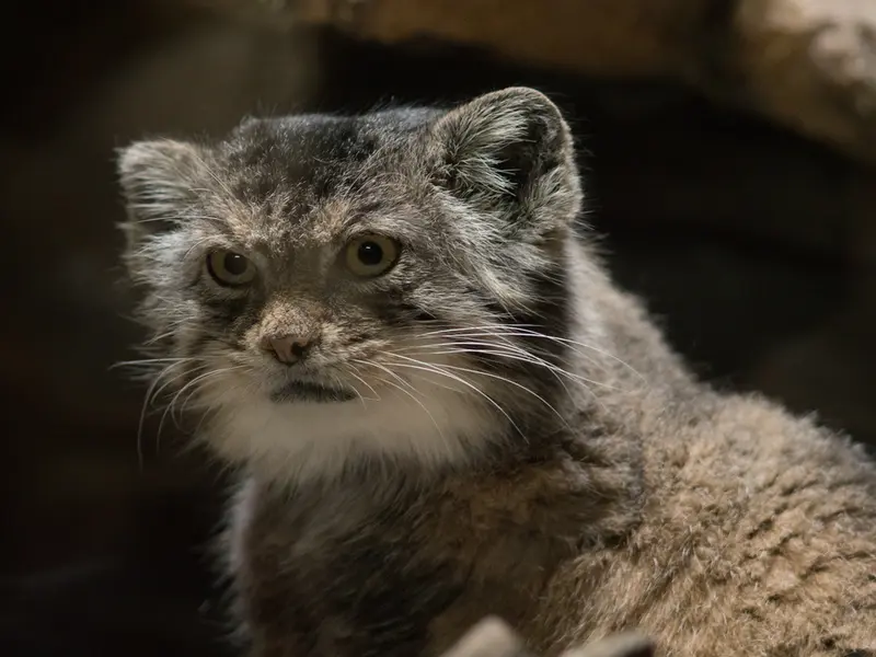 A photograph of Primula in Ueno Zoological Gardens
