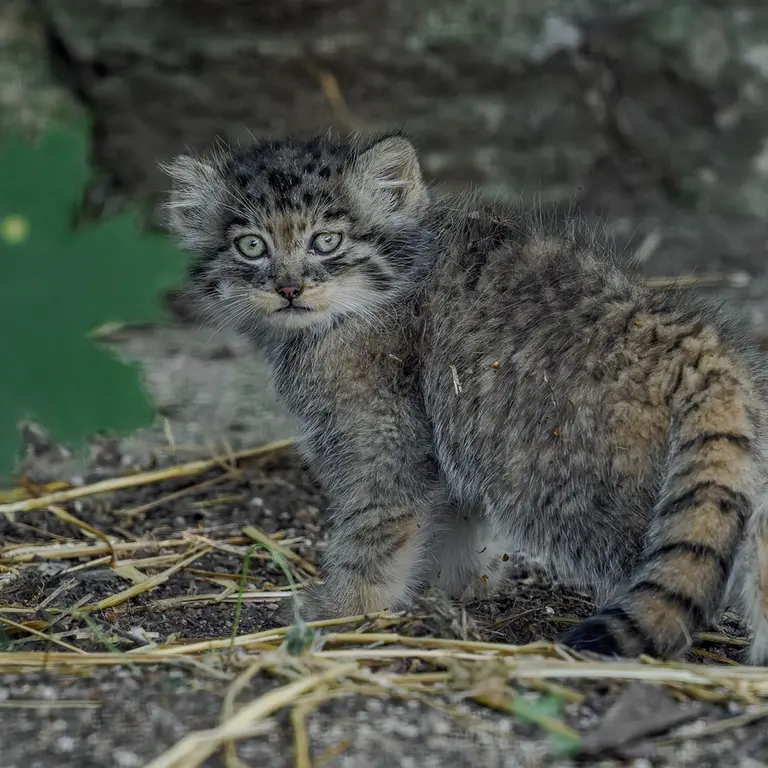 A photograph of a Pallas's cat in Brno Zoo