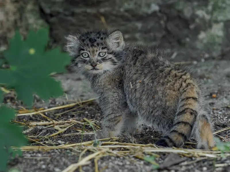 A photograph of a Pallas's cat in Brno Zoo