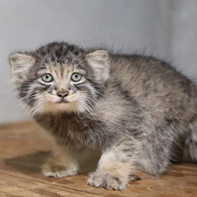 A photograph of Komorebi in Kobe Animal Kingdom