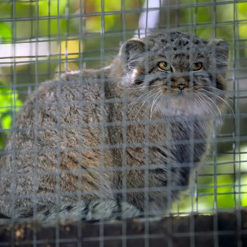 A photograph of Kitten of Alani b.2026 Ⅰ in Košice Zoo
