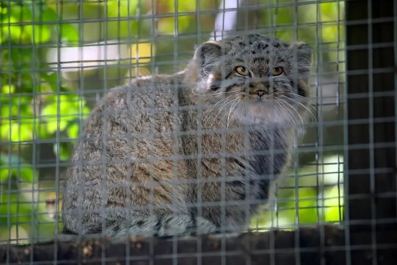 A photograph of Kitten of Alani b.2026 Ⅰ in Košice Zoo