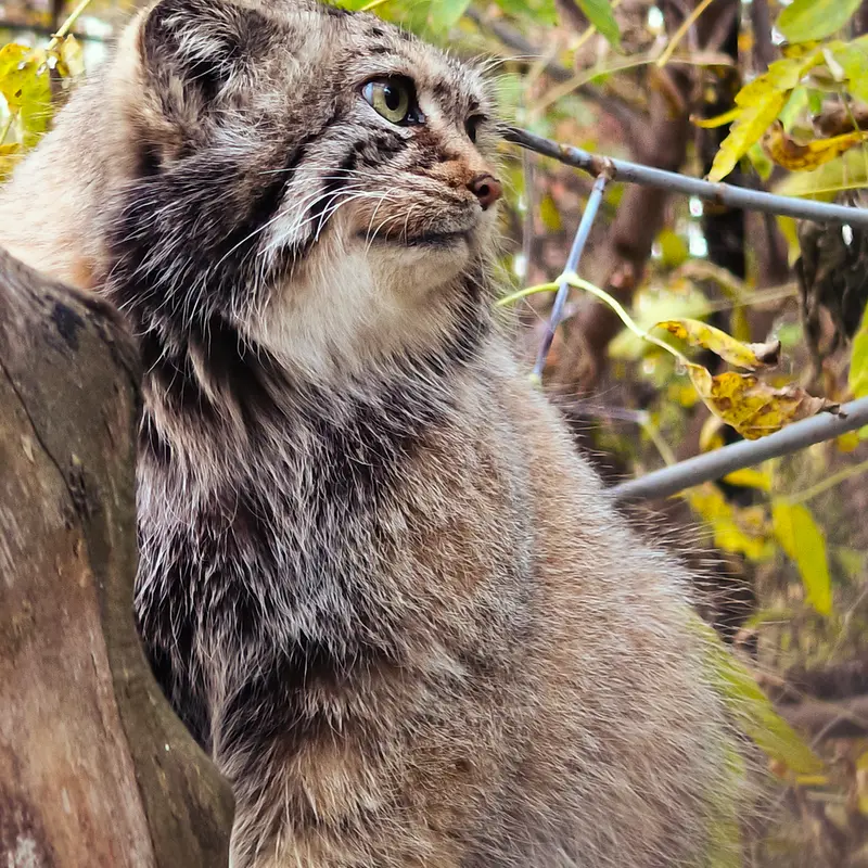 A photograph of Eve in Novosibirsk Zoo