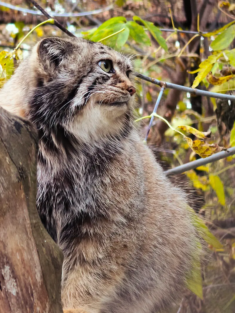 A photograph of Eve in Novosibirsk Zoo