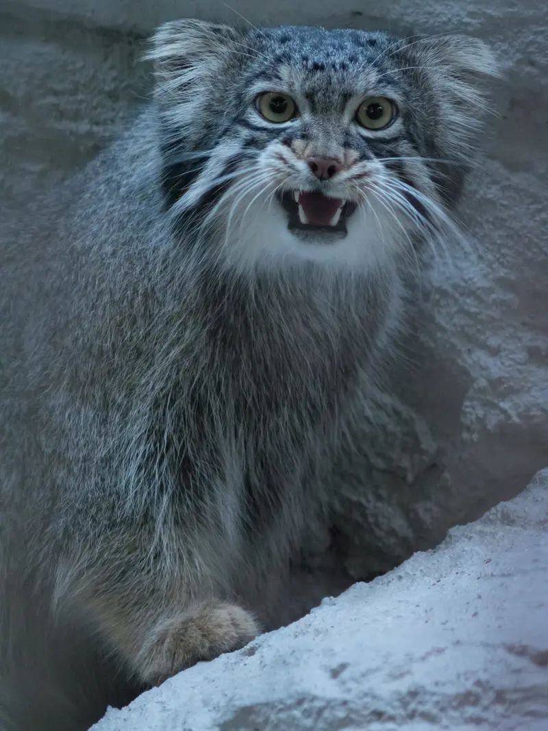 A photograph of Figa in Nogeyama Zoo