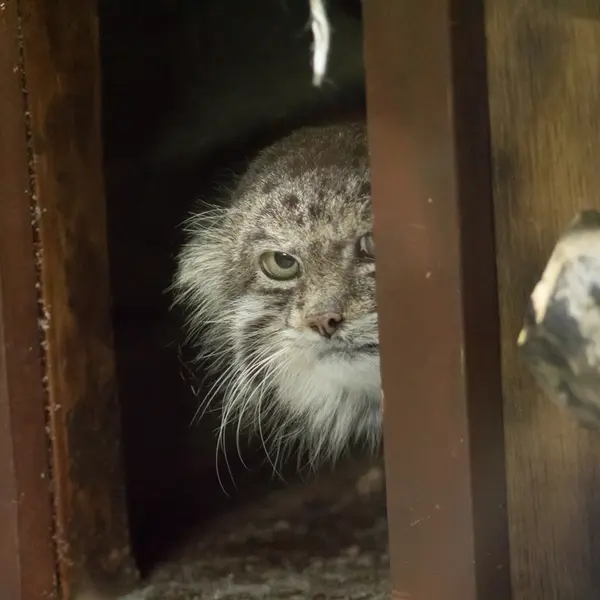 A photograph of Klyon in Ueno Zoological Gardens