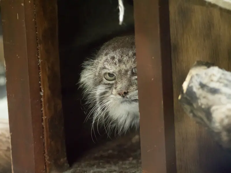 A photograph of Klyon in Ueno Zoological Gardens