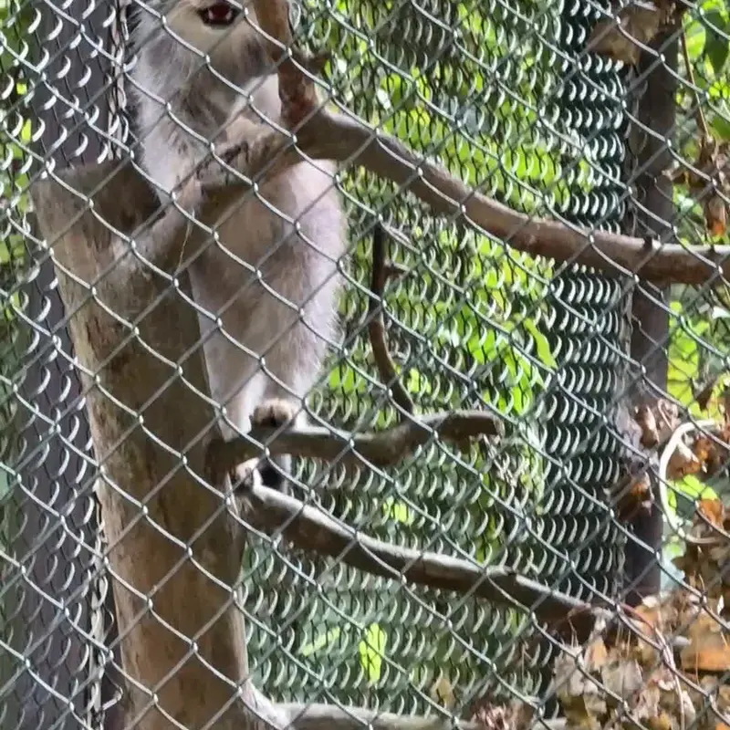 A photograph of a Pallas's cat in Opel Zoo
