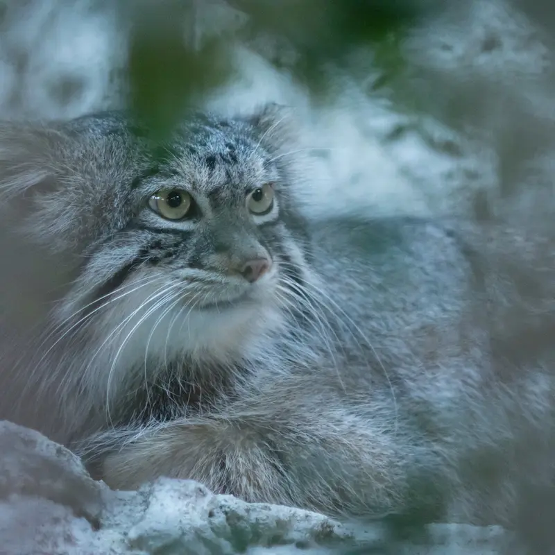 A photograph of Figa in Nogeyama Zoo