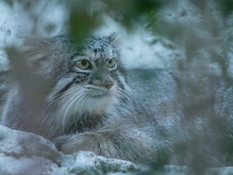 A photograph of Figa in Nogeyama Zoo