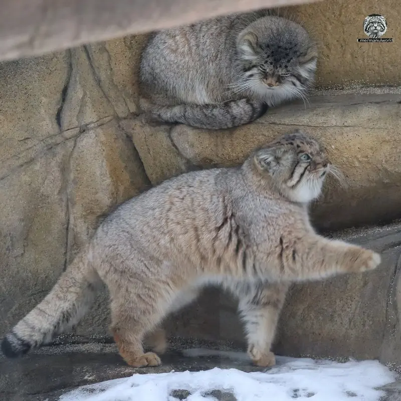 A photograph of a Pallas's cat