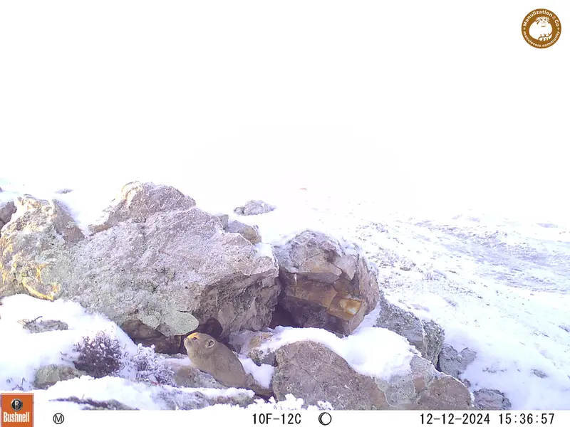 A photograph of Pika from Besshoky 1 camera trap