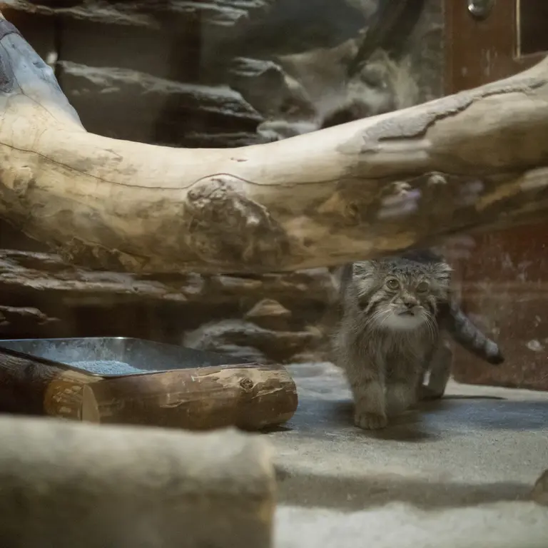 A photograph of Klyon in Ueno Zoological Gardens