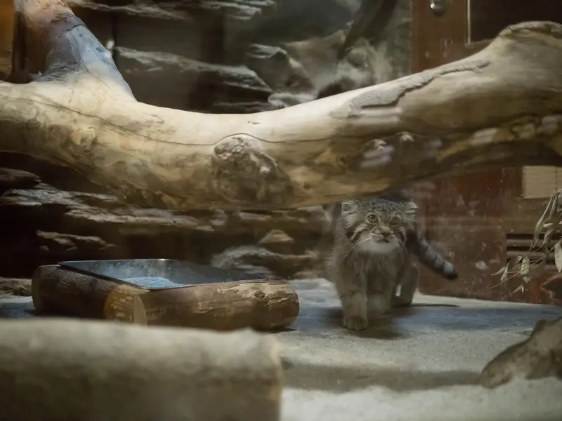 A photograph of Klyon in Ueno Zoological Gardens