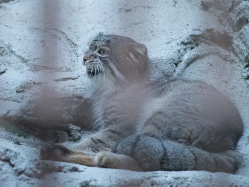 A photograph of Figa in Nogeyama Zoo
